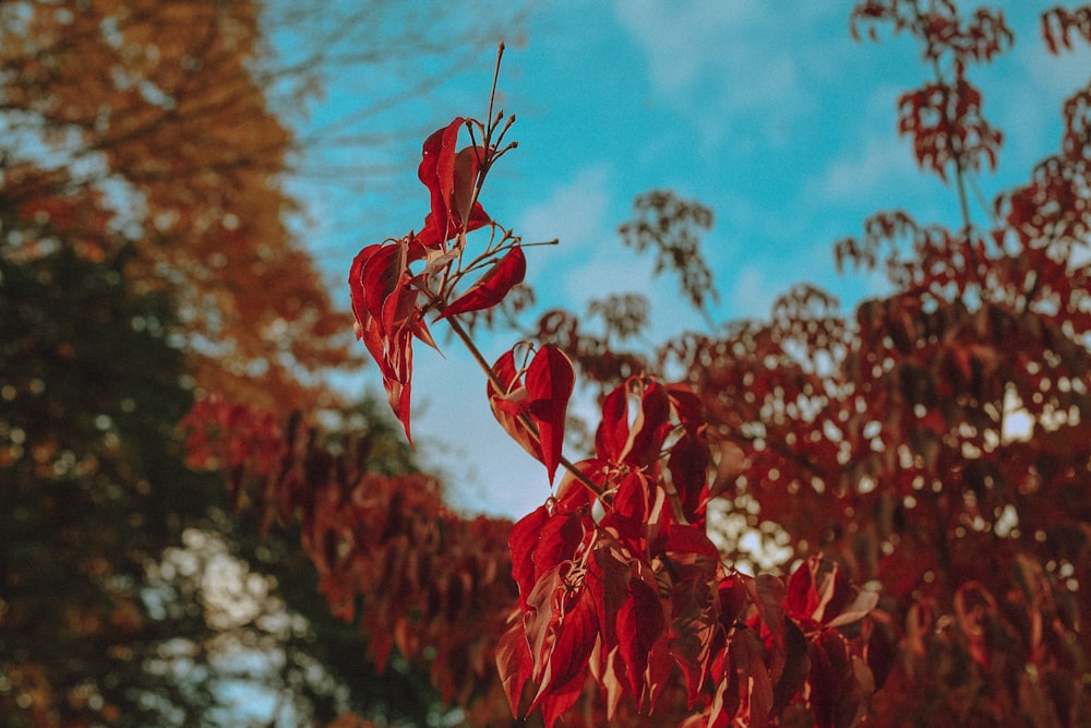 red leaves under blue sky during daytime