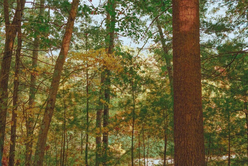 green and brown trees during daytime