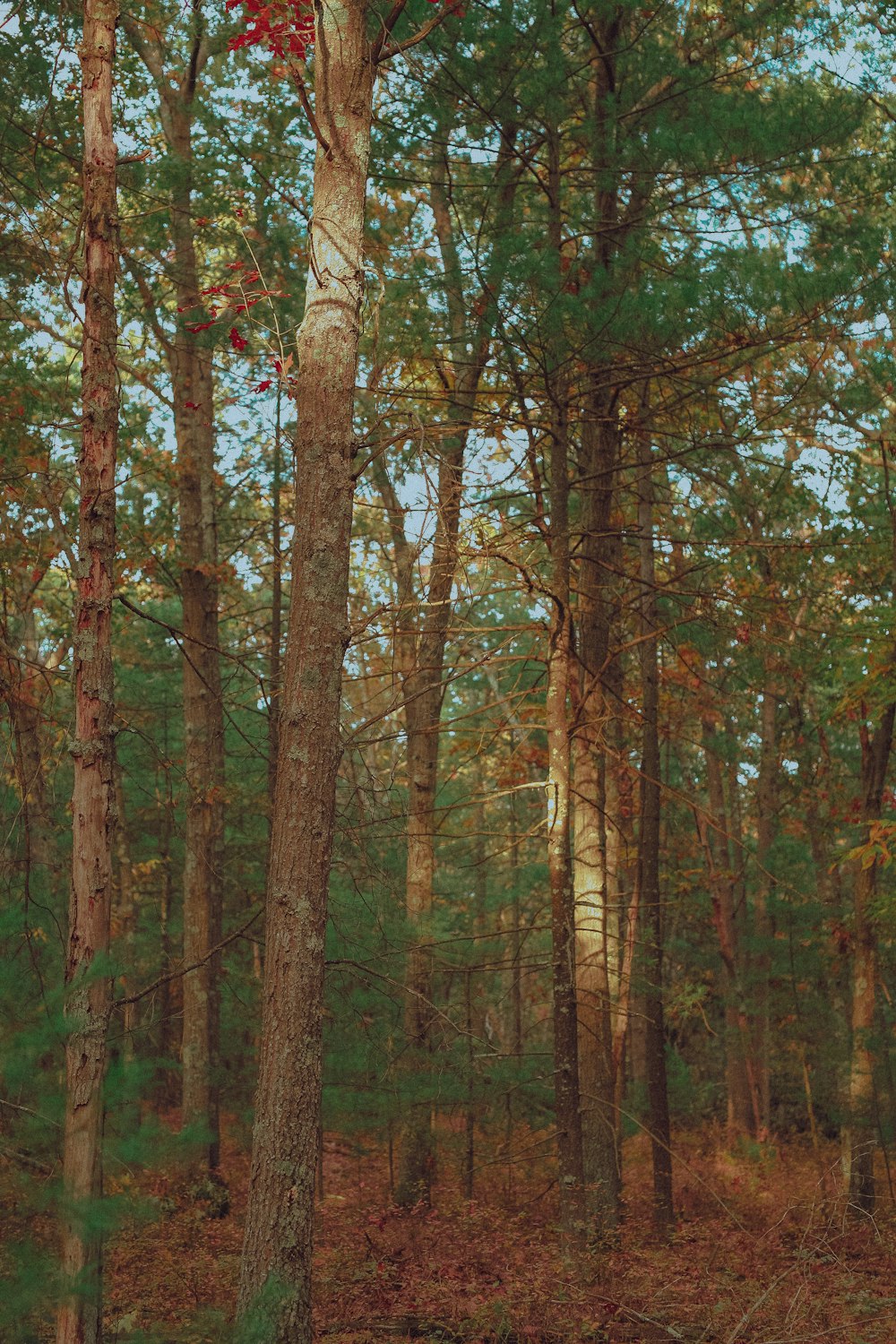 green and brown trees during daytime