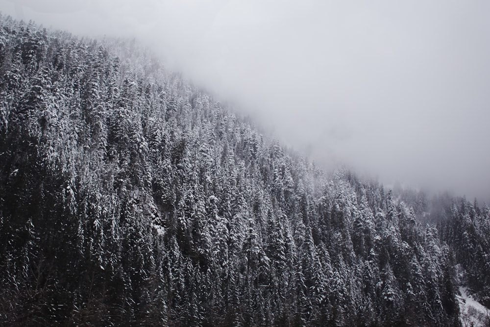 green pine trees covered with snow