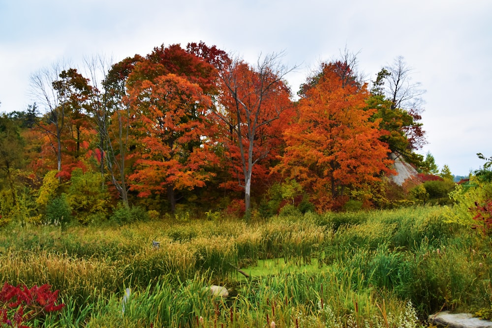 brown and green trees under white sky during daytime