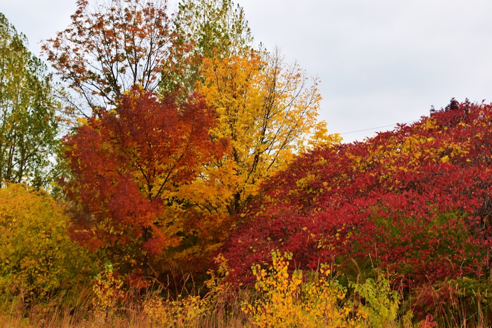 red and yellow leaf trees under white clouds during daytime