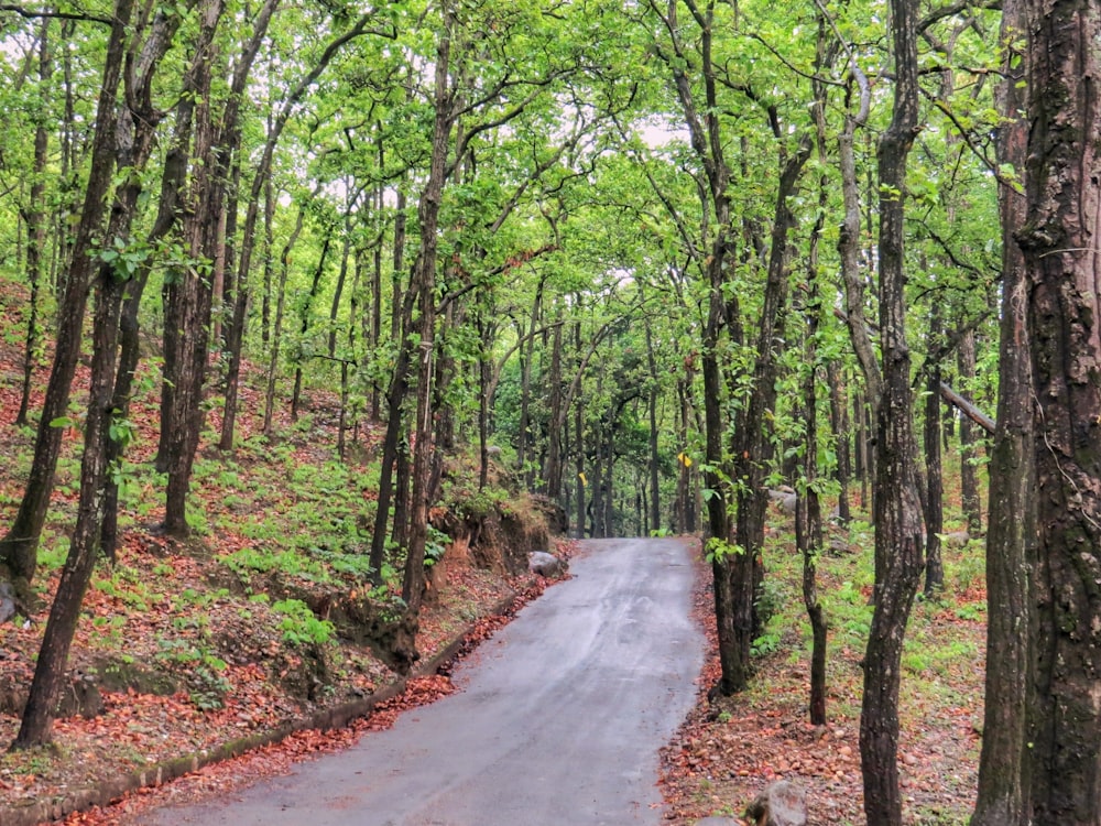 strada di cemento grigio tra gli alberi verdi durante il giorno