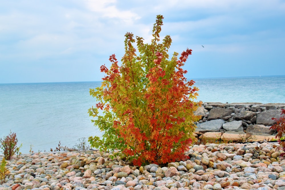 green and red tree near body of water during daytime