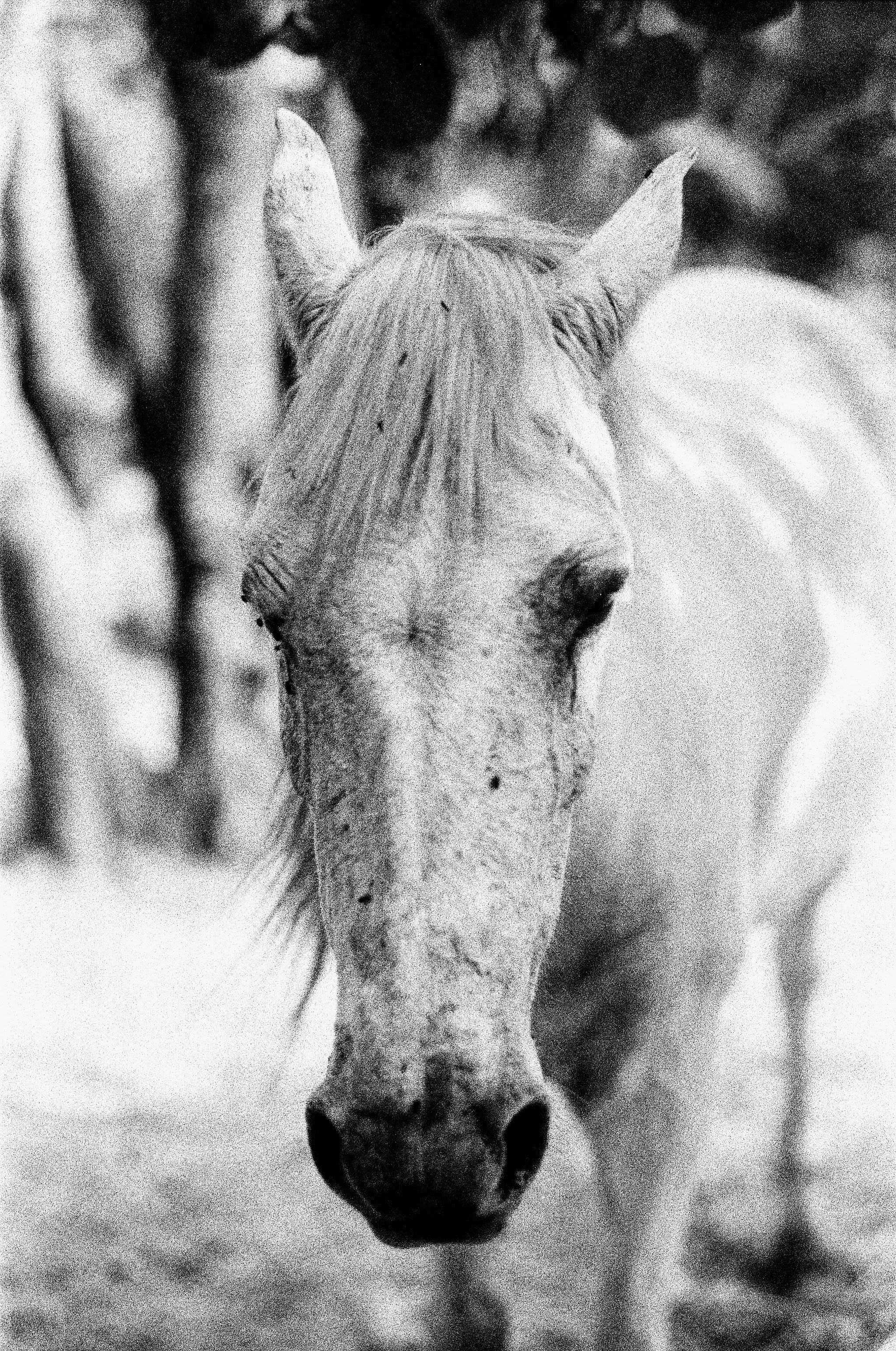 grayscale photo of horse eating grass