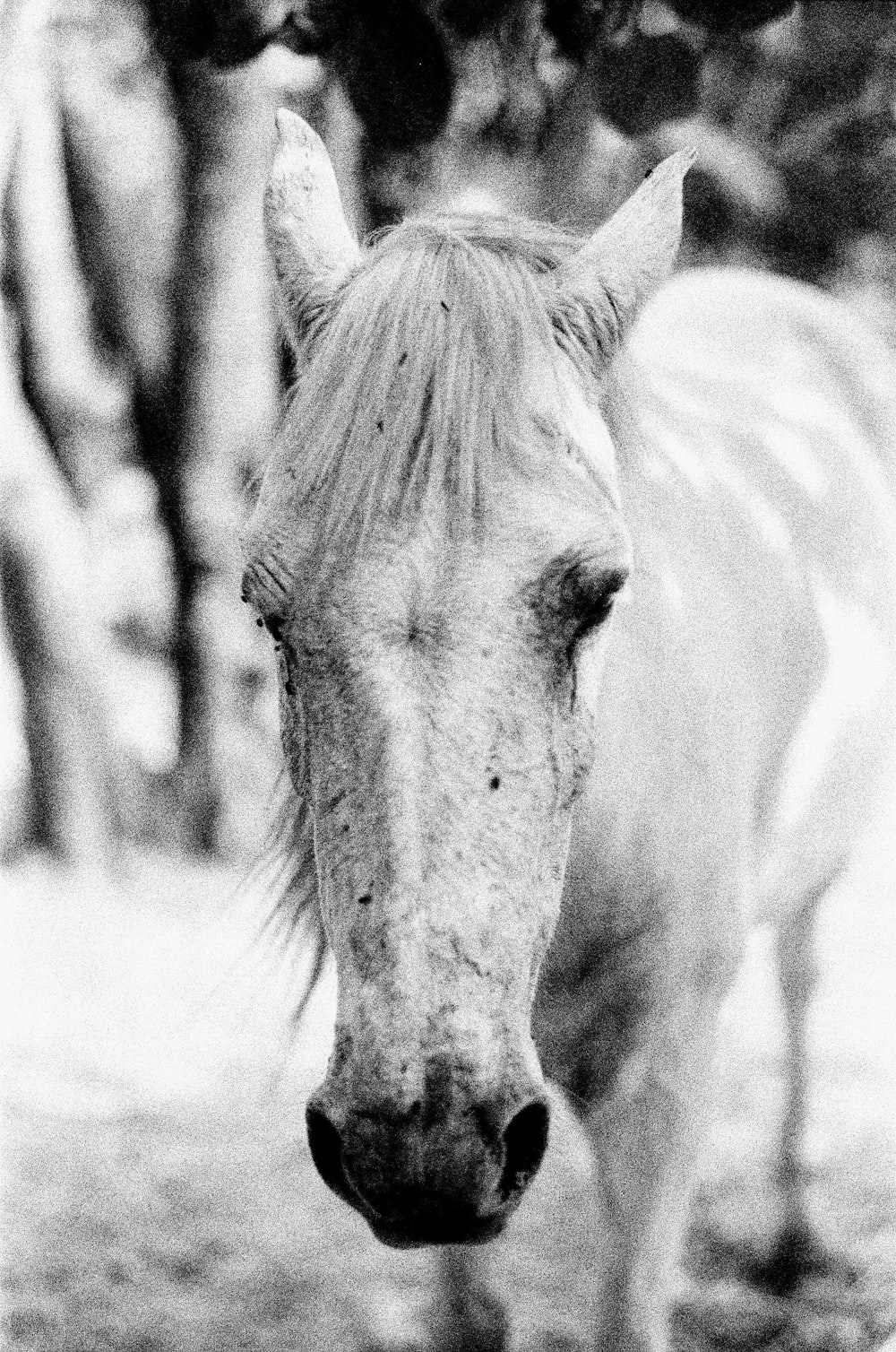 grayscale photo of horse eating grass