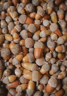 A dense collection of acorns scattered closely together, featuring a variety of brown tones in both the nuts and their caps. The texture is rough and natural with some acorns appearing smoother than others.