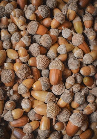A dense collection of acorns scattered closely together, featuring a variety of brown tones in both the nuts and their caps. The texture is rough and natural with some acorns appearing smoother than others.