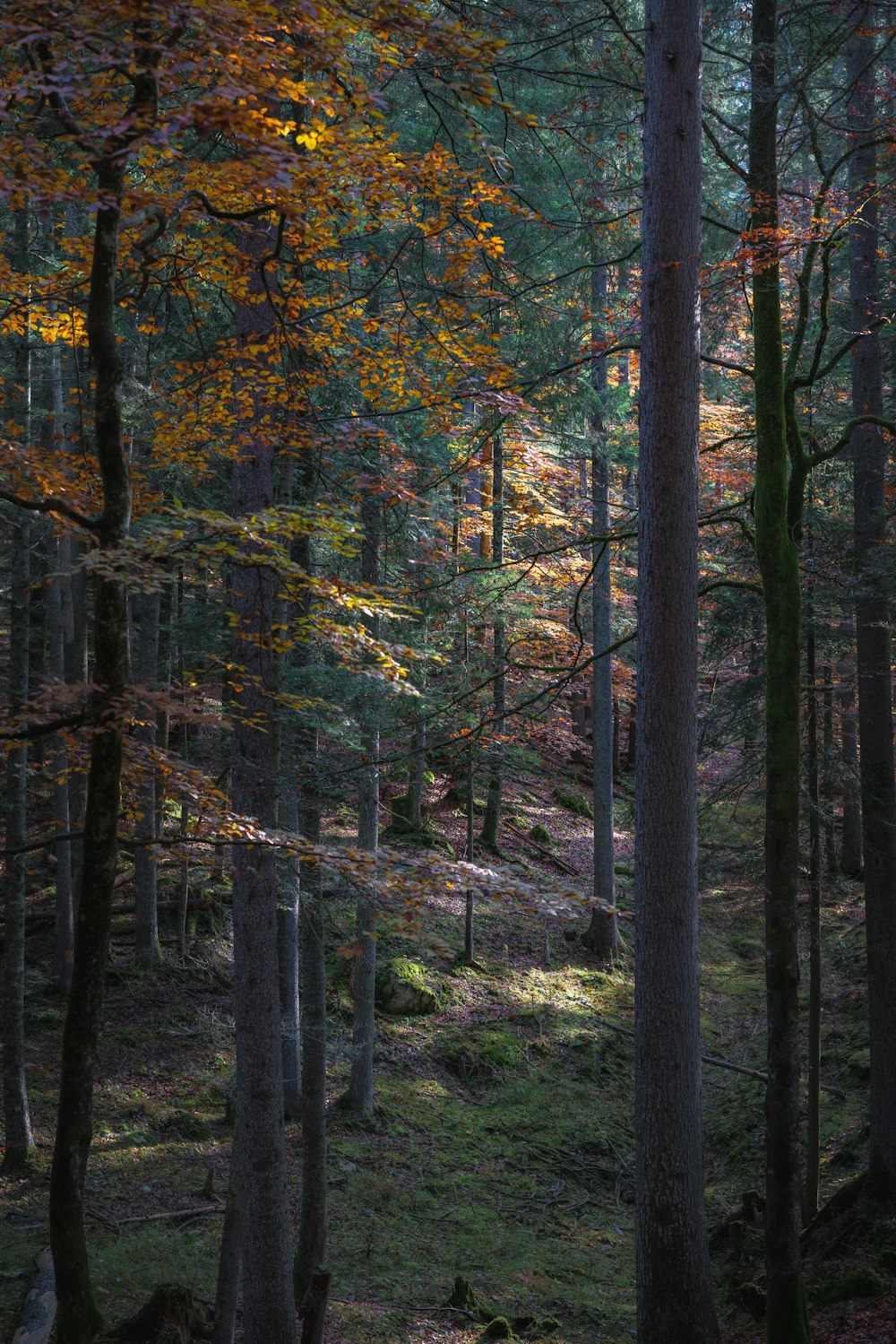 green and brown trees during daytime