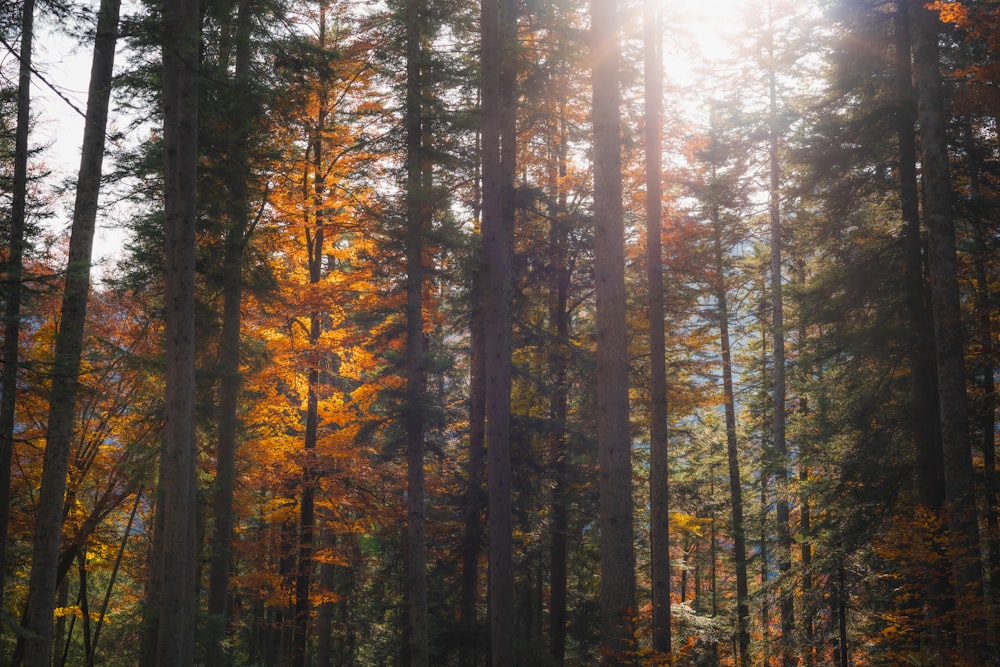 green and brown trees during daytime