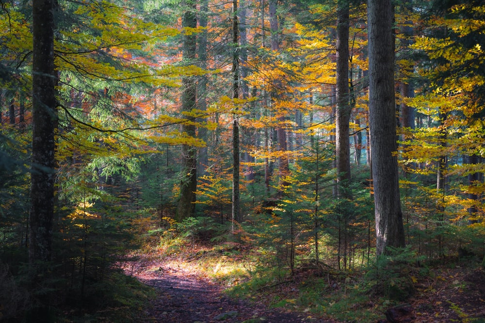 green and brown trees during daytime