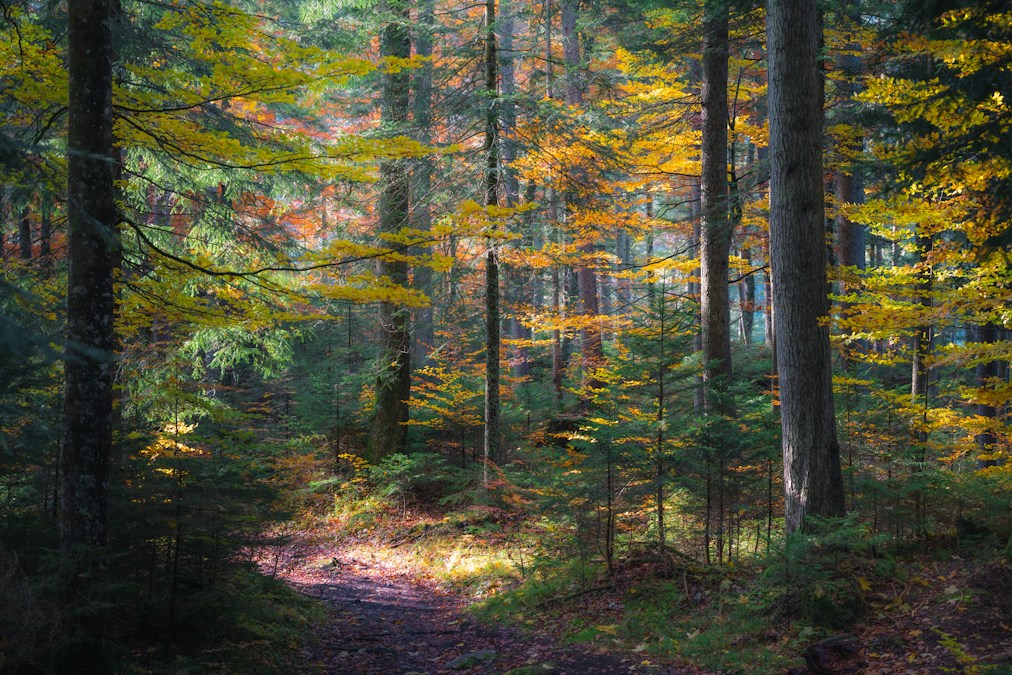 Sentier de forêt traversant des arbres aux feuillages jaunes et orangés, une idée de balade pour les vacances d’octobre