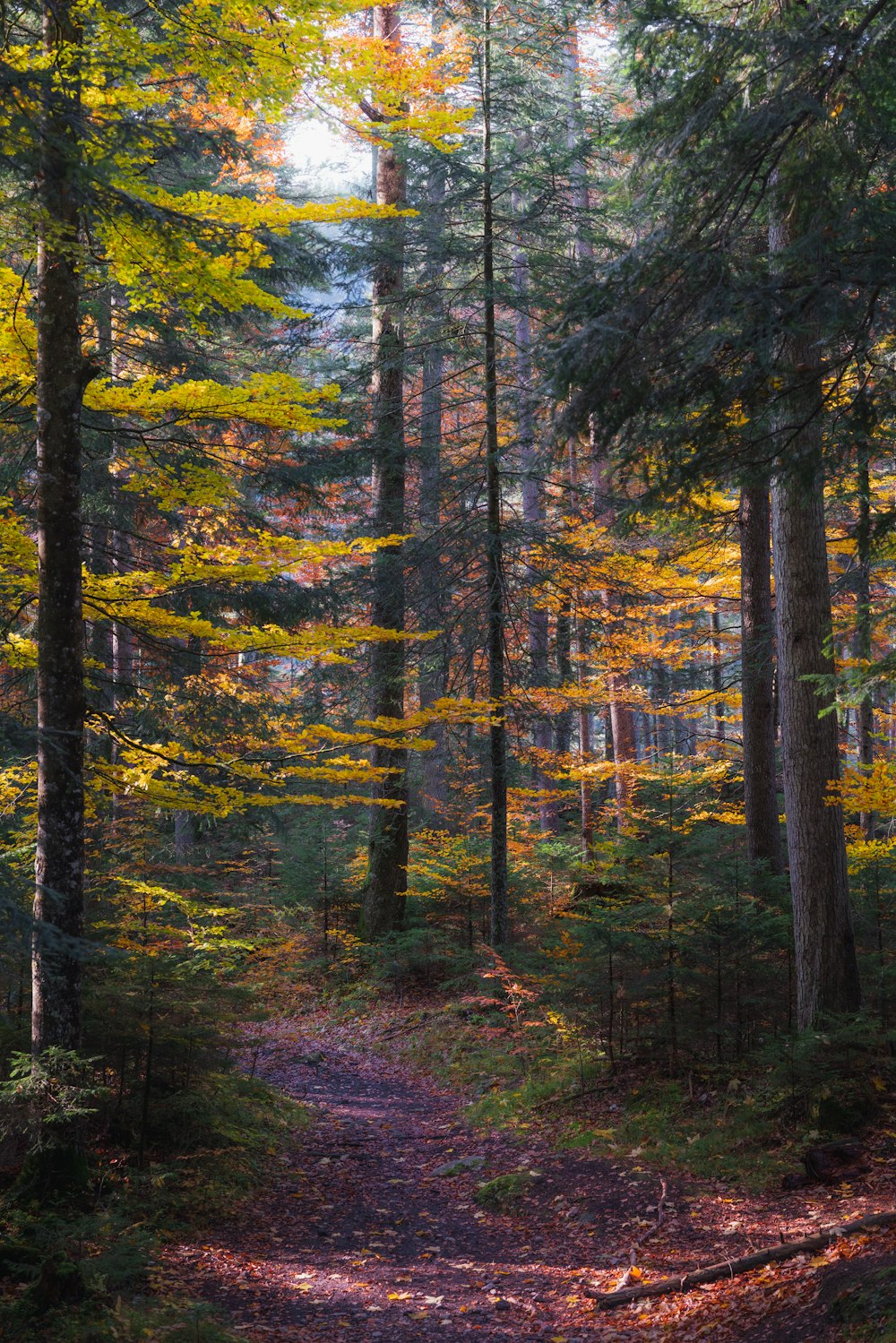 green and brown trees during daytime