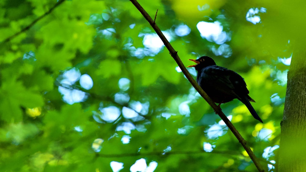 uccello nero sul ramo marrone dell'albero durante il giorno