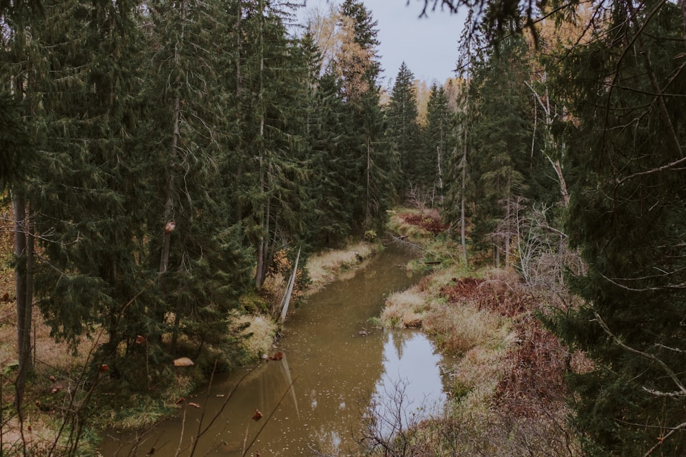 green trees beside river during daytime