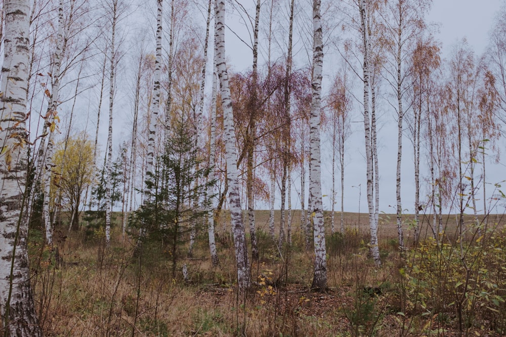 brown trees on green grass field during daytime