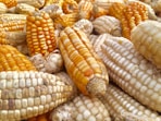 corn on gray metal tray