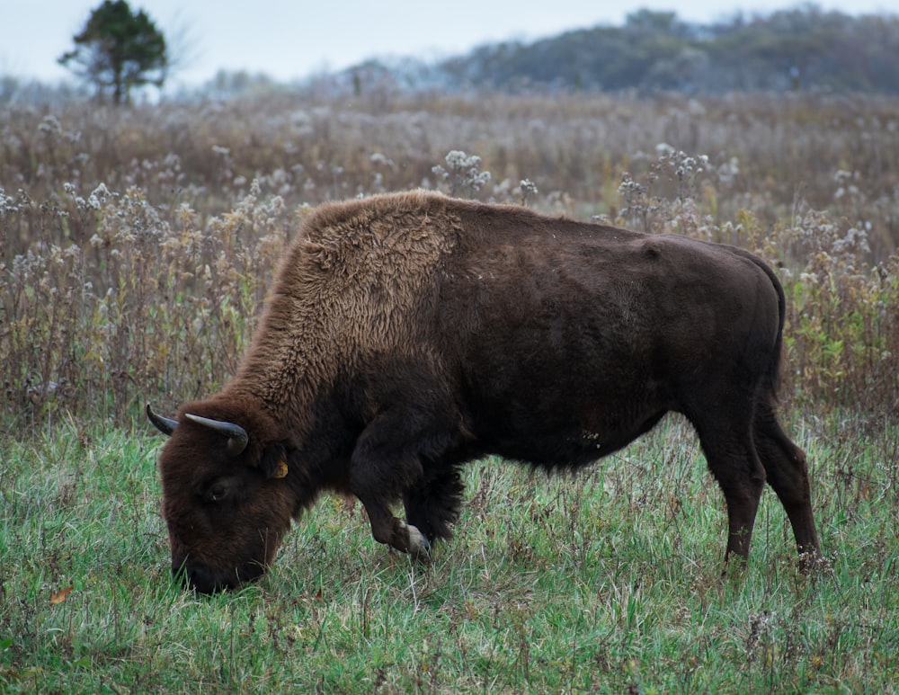 brown bison on green grass field during daytime