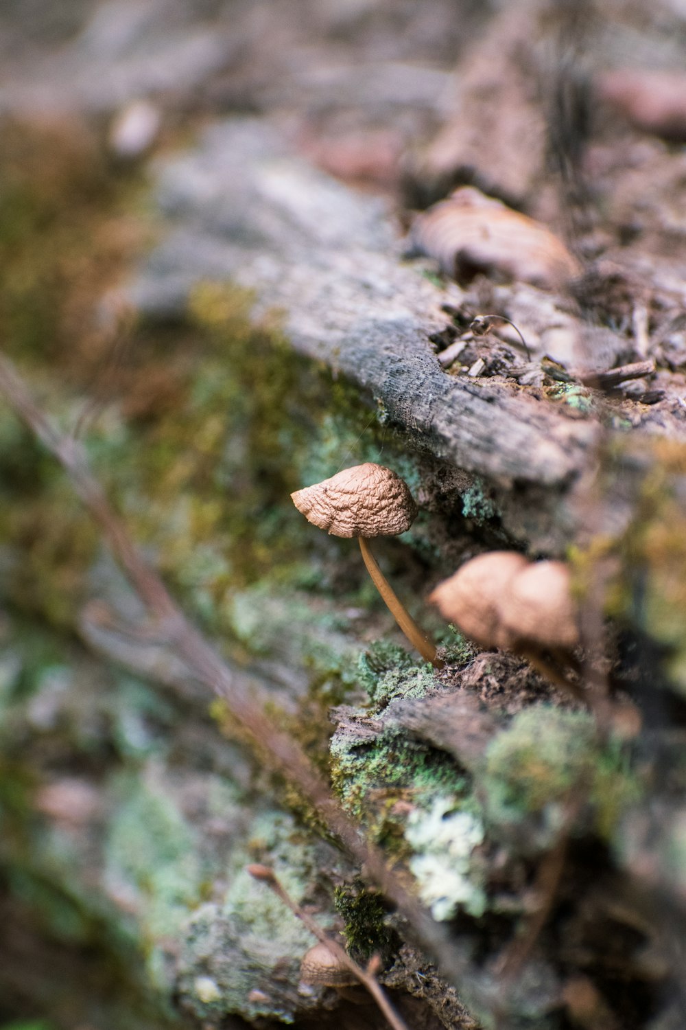 champignon brun sur tronc d’arbre brun