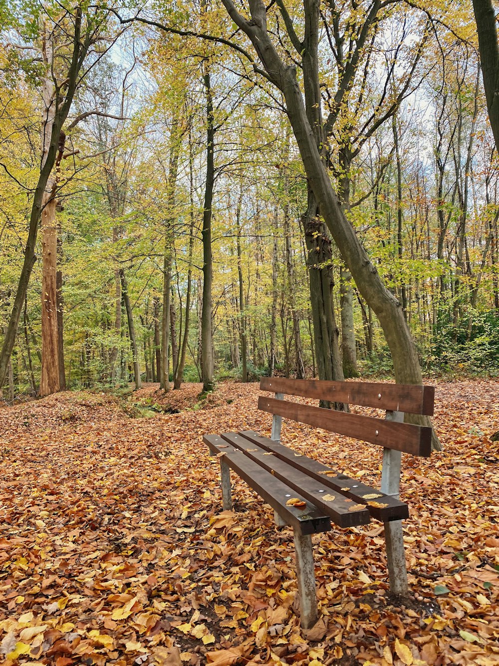 brown wooden bench surrounded by trees during daytime