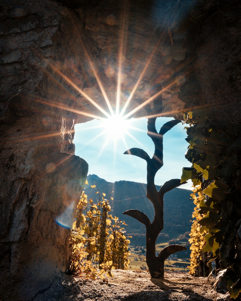 나무를 통해 들어오는 태양 광선
