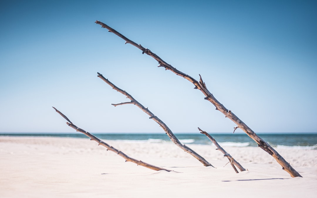 brown tree branch on white sand during daytime