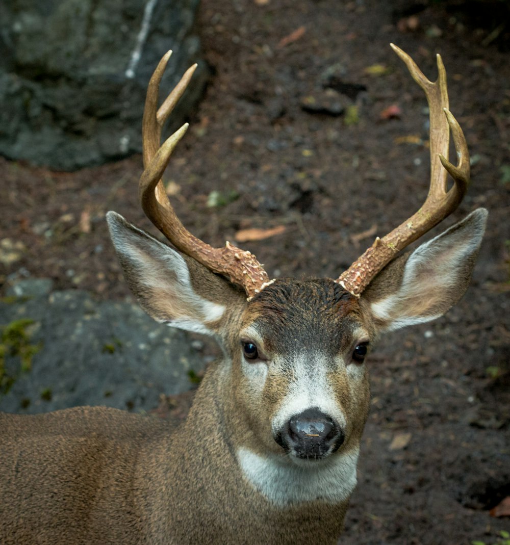 Braunhirsch auf braunem Boden