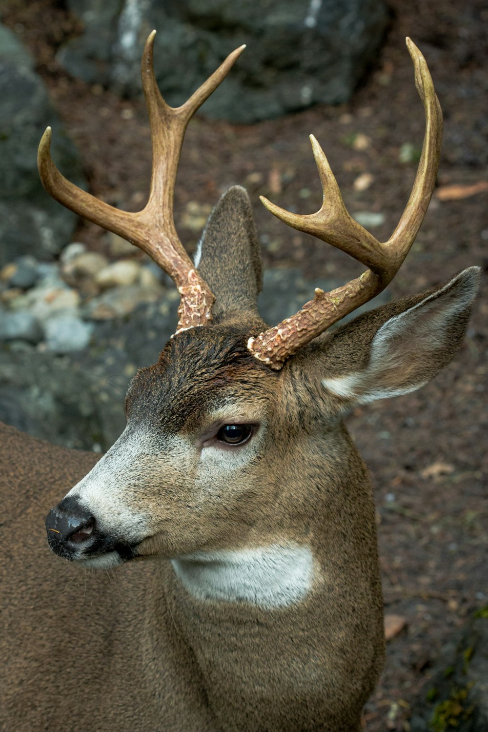 brown and white deer on brown soil