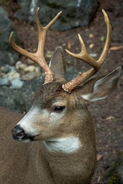 A close-up view of a deer with impressive antlers, standing in a natural setting. The fur is a mixture of brown and white, and the deer appears to be alert and calm. The background consists of blurred natural elements like rocks and dirt.