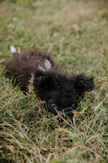 Tiny teacup poodle puppy exploring fresh green grass with curious eyes.