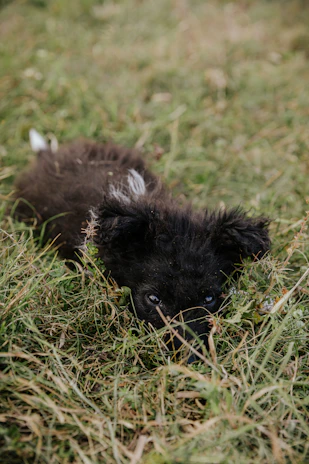 Tiny teacup poodle puppy exploring fresh green grass with curious eyes.