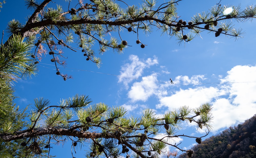 Low-Angle-Fotografie eines grünen Baumes unter blauem Himmel während des Tages