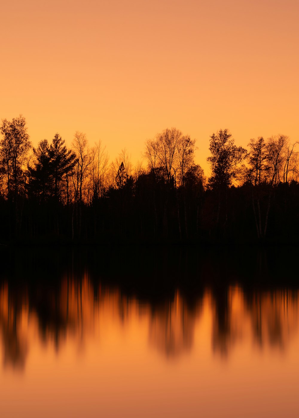 silhouette of trees near body of water during sunset