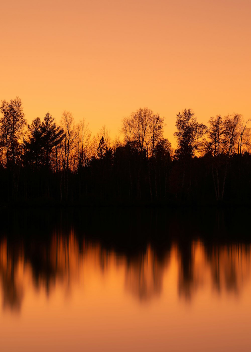 silhueta de árvores perto do corpo de água durante o pôr do sol