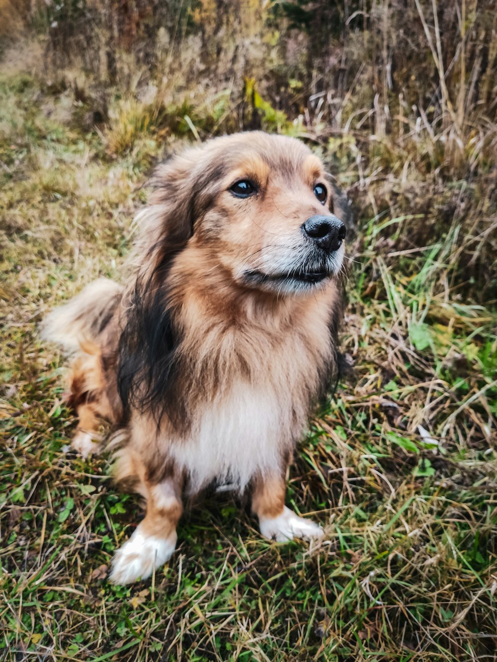 brown and white long coat small dog sitting on green grass during daytime