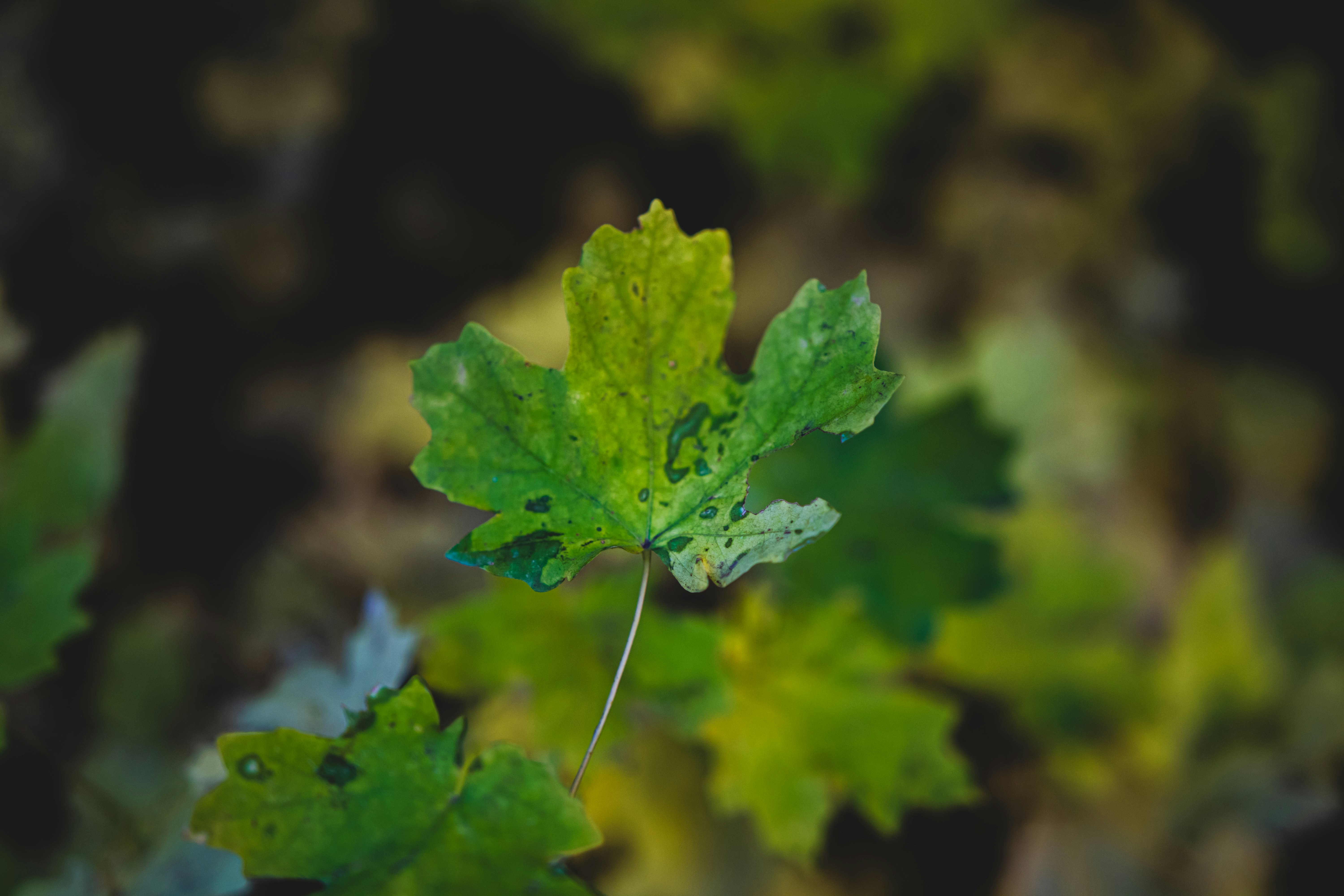 green maple leaf in close up photography