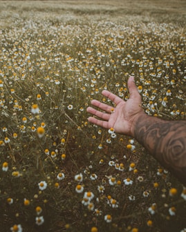 persons left hand on yellow flower field