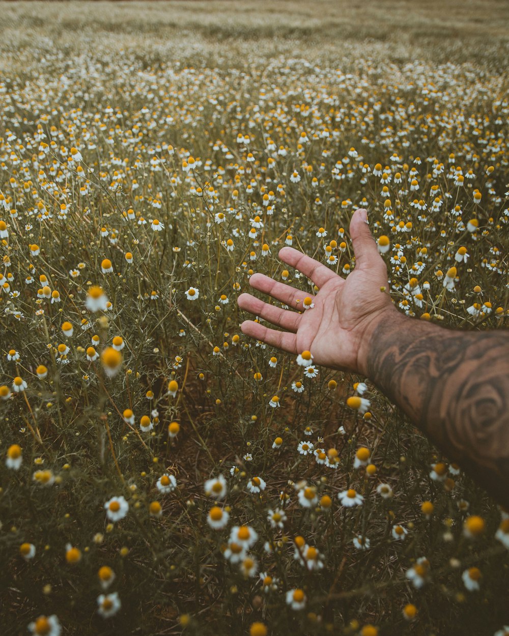 Personen linke Hand auf gelbem Blumenfeld