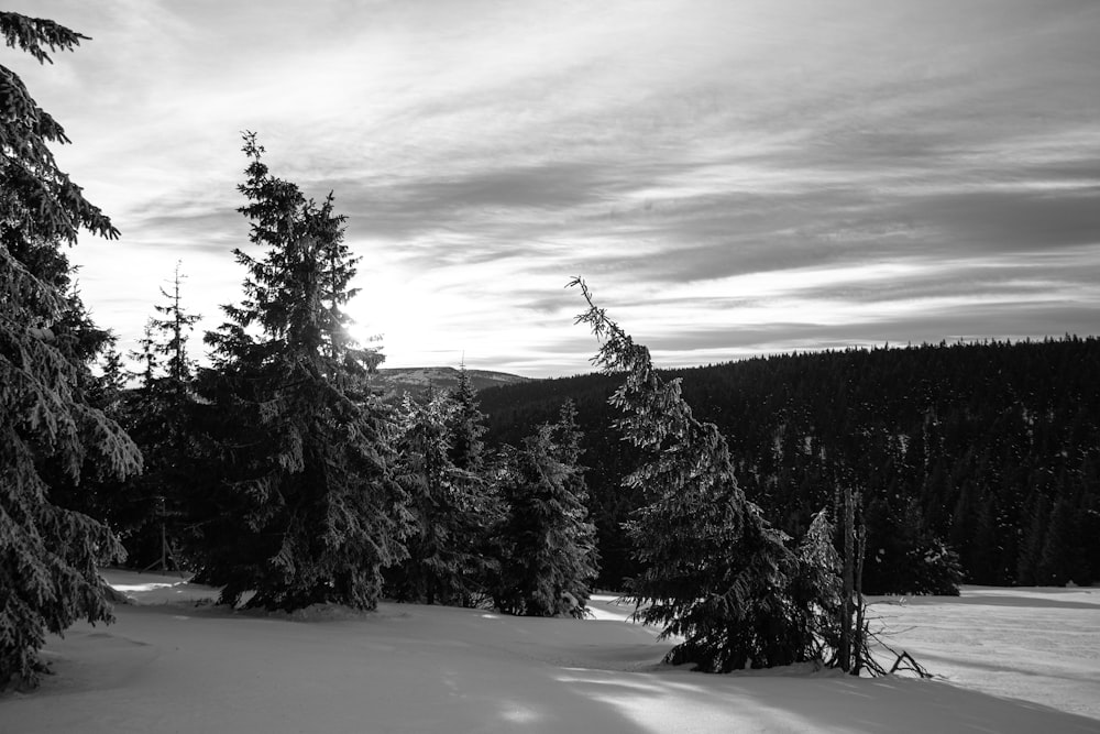 grayscale photo of pine trees