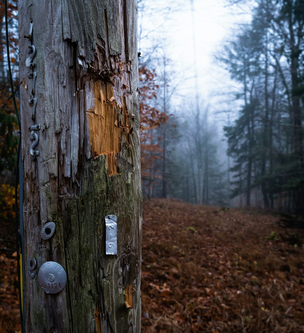 brown tree trunk with hole