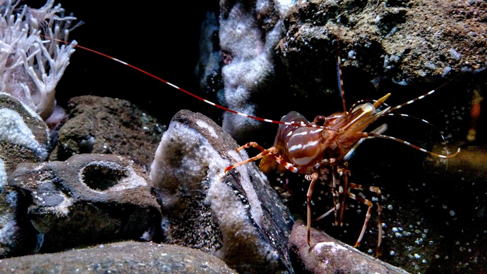 brown and black insect on gray rock