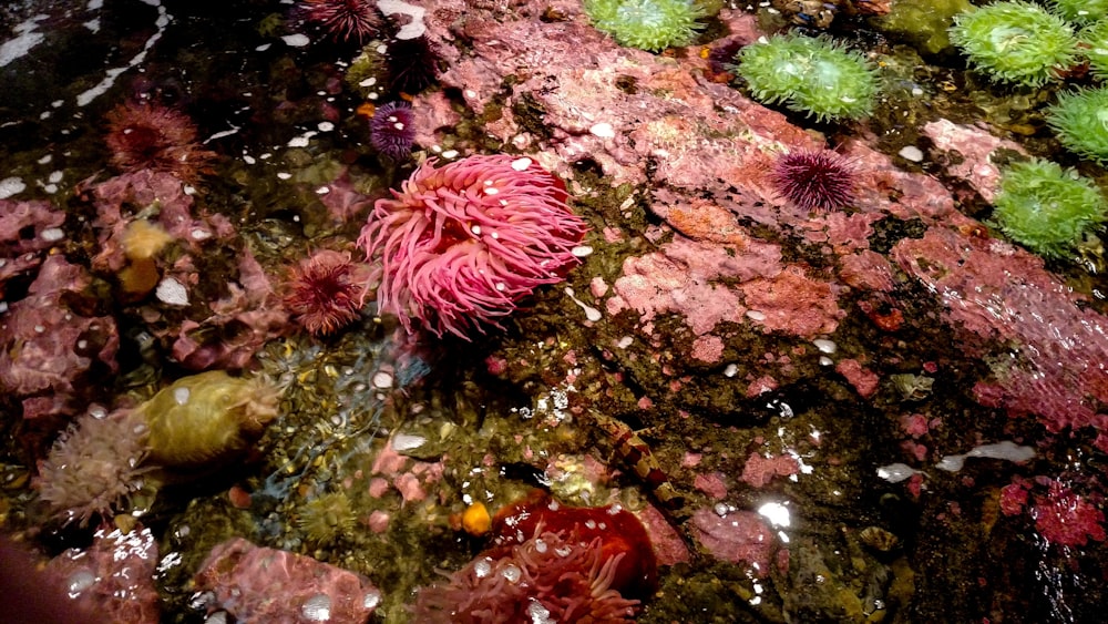 pink and brown coral reef