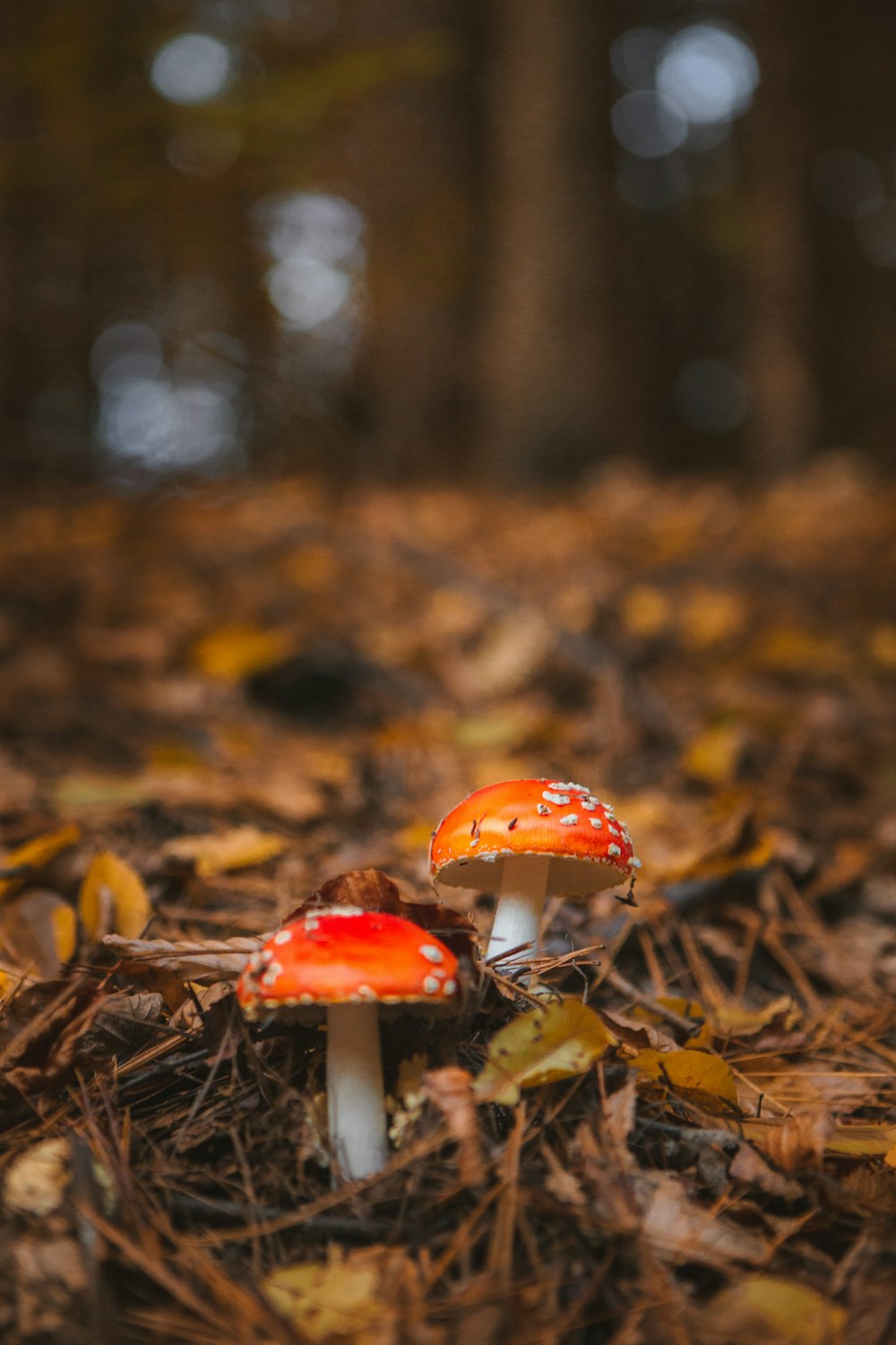 red and white mushroom in tilt shift lens