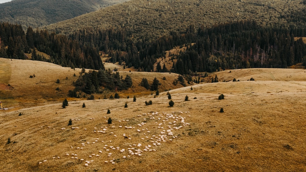 people walking on brown field during daytime