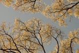 brown tree under blue sky during daytime