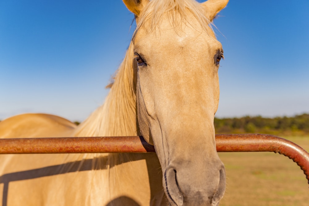 cavalo branco na cerca de madeira marrom durante o dia
