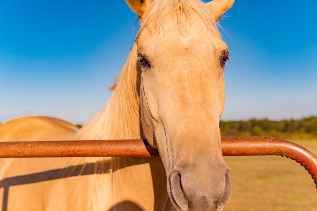 white horse in brown wooden fence during daytime