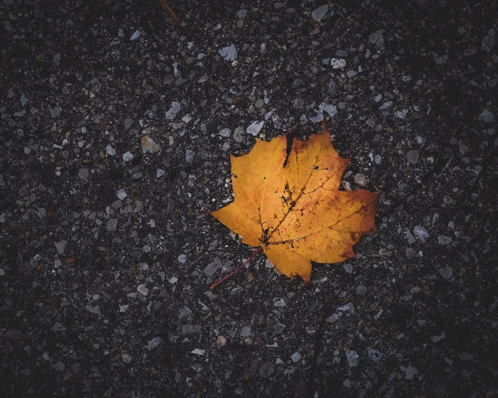 Feuille d’érable brune sur surface en marbre noir et gris