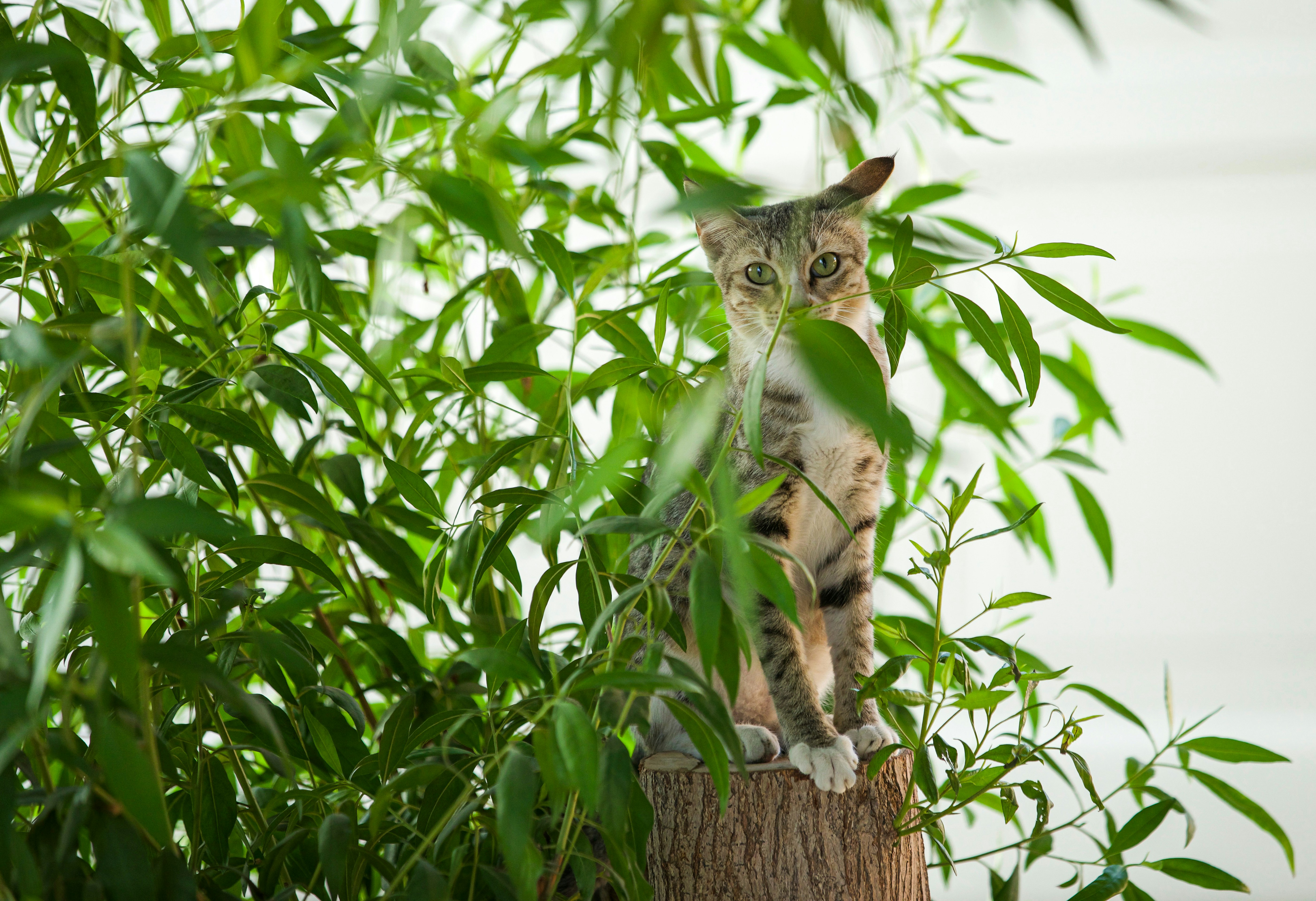 Photo by suryadeepak