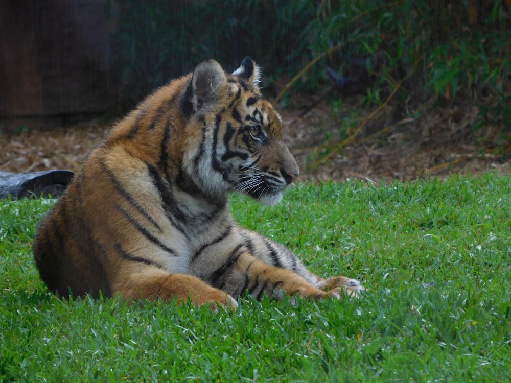 brown and black tiger lying on green grass during daytime